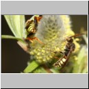 Nomada leucophthalma - Wespenbiene m03a 9mm.jpg